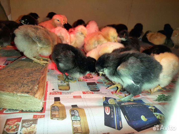 Цыплята мясо-яичного направления