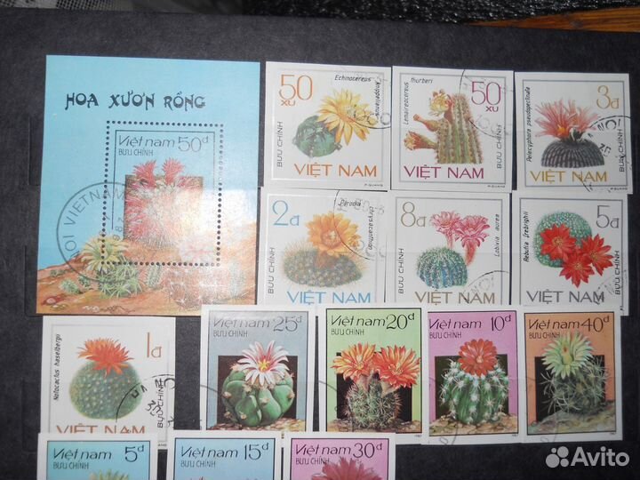 Вьетнам Кактусы