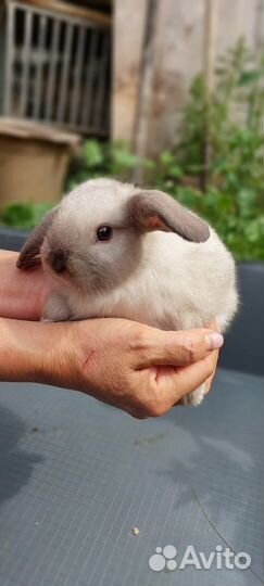 Крольчата месячные, карликовые