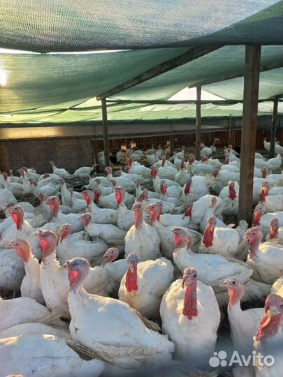 Индюки живым весом на мясо