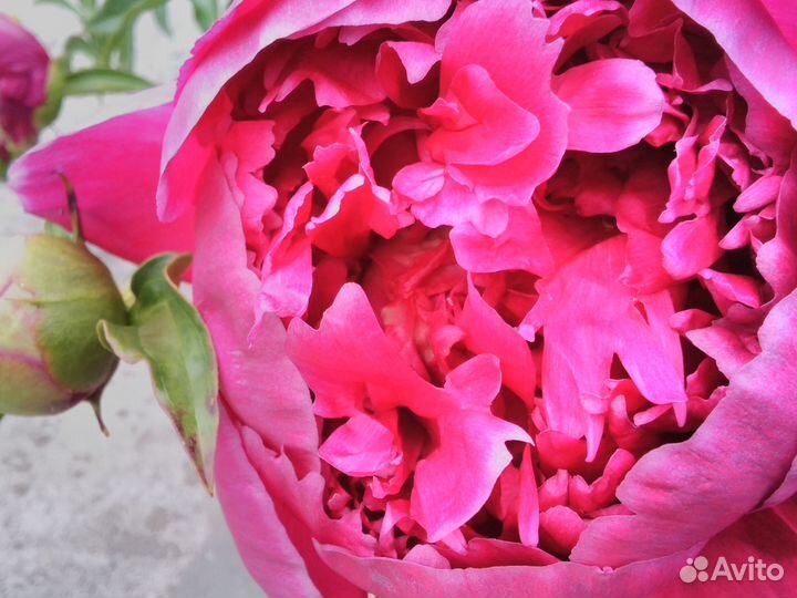 Корни пион белый, вишневый, розовый