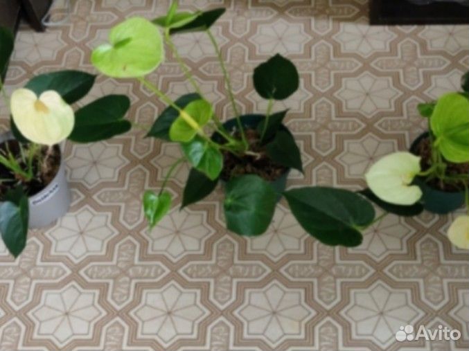 Антуриумы сортовые