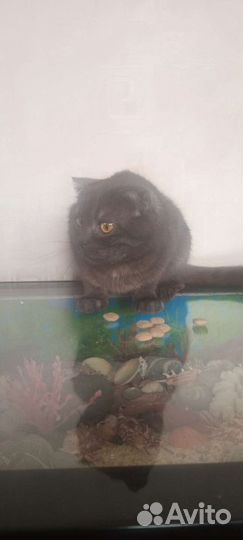 Кошка вислоухая