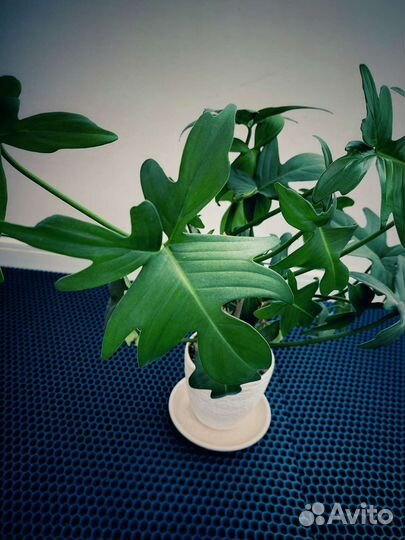 Эпипремнум н джой, филодендроны