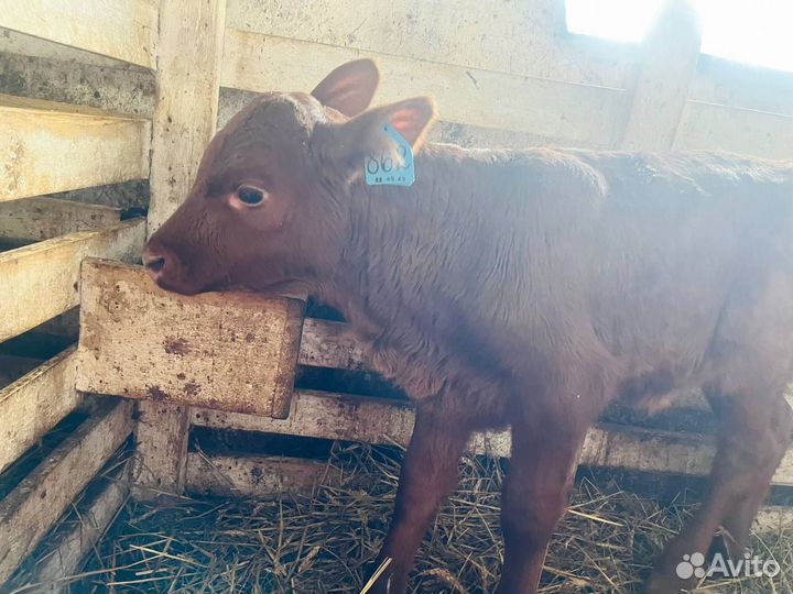 Бычки и телки с доставкой до двора