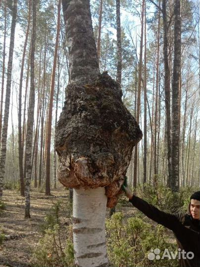 Сувель березовый