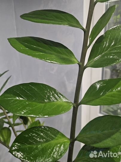 Замиокулькас