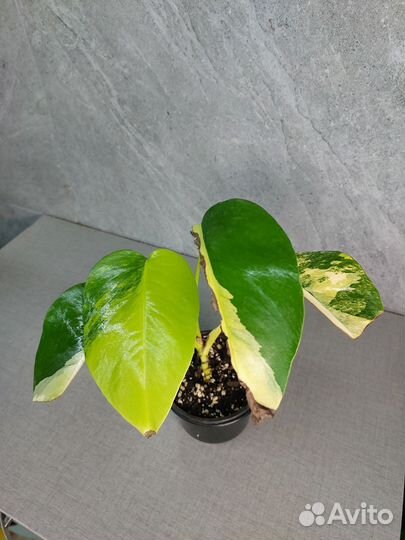 Монстера yellow var