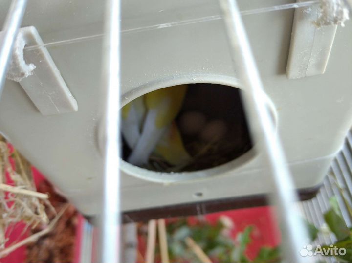 Попугаи неразлучники розовощекие