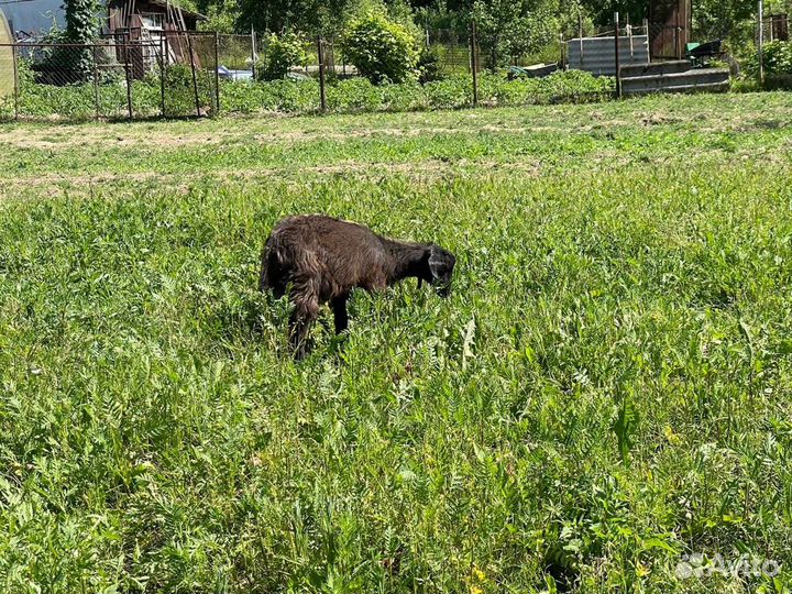 Продаются дойные козочки и козлики 8 месяца