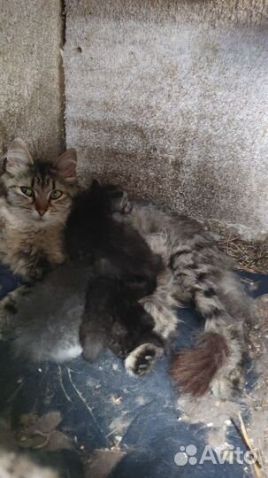 Кошка в дар бесплатно