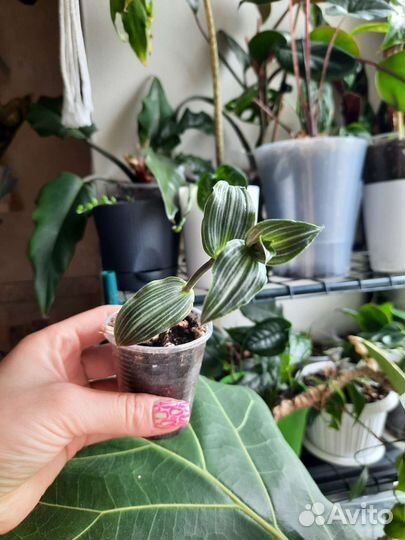 Традесканция (Каллизия) Элеганс