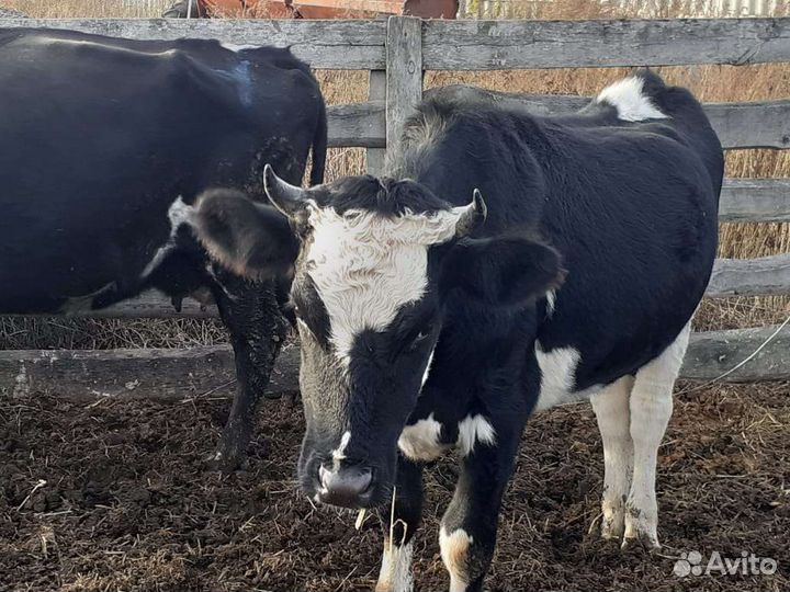 Коровы быки телки