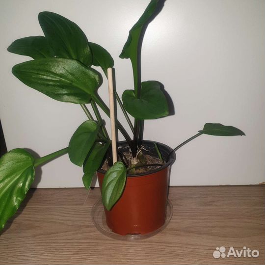 Алоэ Дримиопсис Кашпо Комнатные растения Цветы