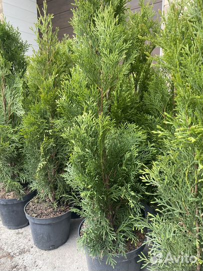 Туя смарагд