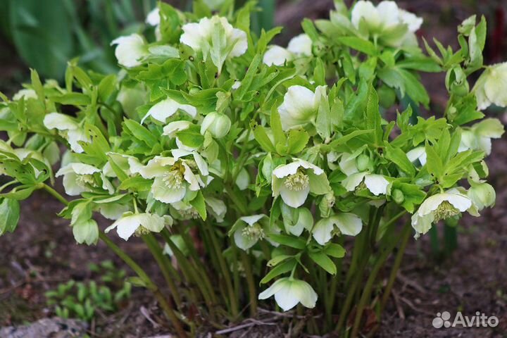 Бадан,Морозник,Седум,Флоксы,Физостегия