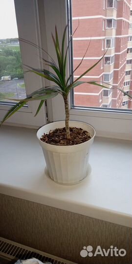 Драцена маргината пальма