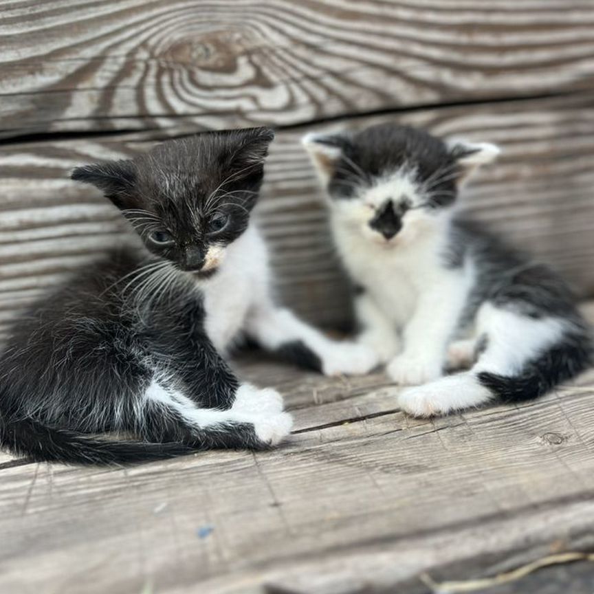 Котята в добрые руки бесплатно