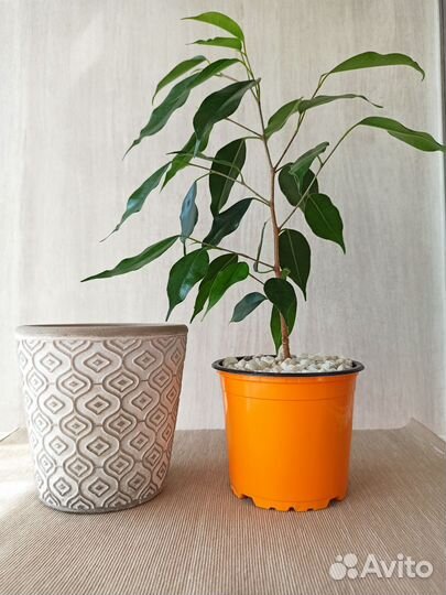 Фикус бенджамина