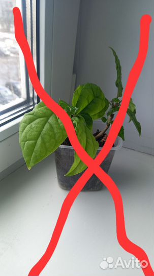 Клеродендрум госпожи томпсон