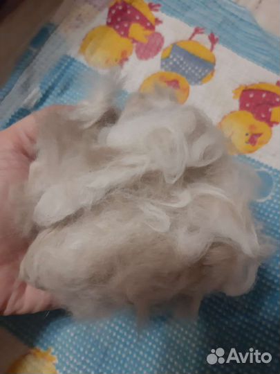 Шерсть кошачья от персидской кошки