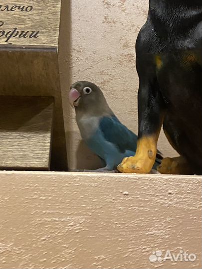 Попугай неразлучники с клеткой