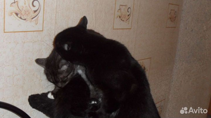 Очаровательная киса