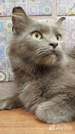 Кошка стерилизованная мейн кун