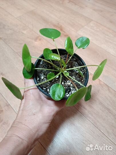 Комнатные растения/цветы