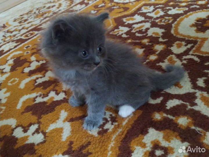 Кошка в дар