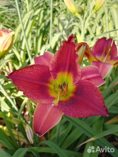 Лилейники сортовые