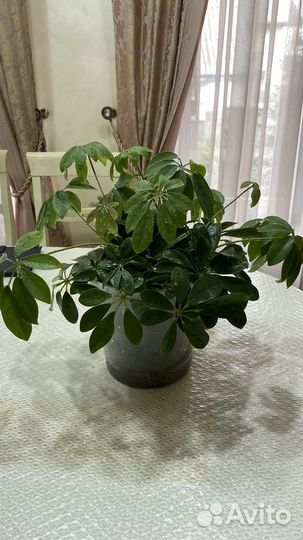 Комнатные цветы шефлера