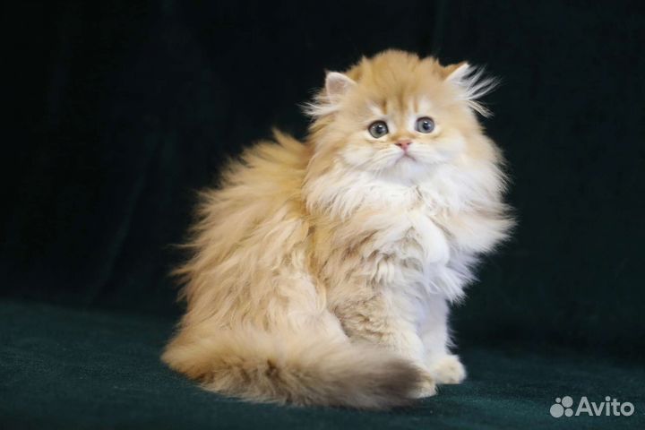 Британская золотая шиншилла