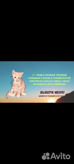 Котодетки 2 месяца
