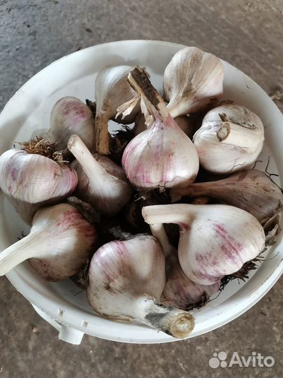 Чеснок