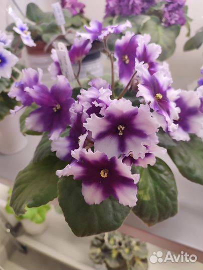 Фиалка взрослое растение рс-Чудо