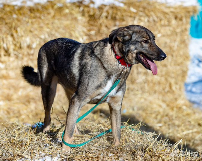 Собака Оливер
