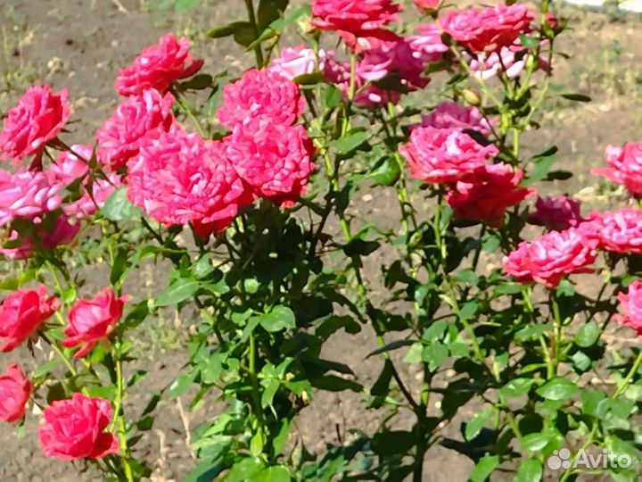 Розы на срезку