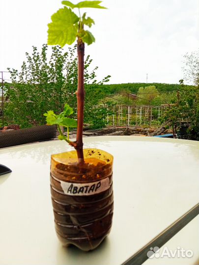 Саженцы винограда