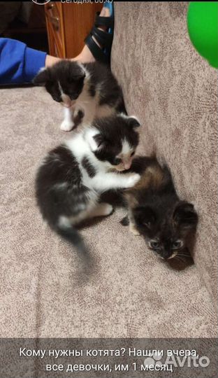 Котенок девочка 1, 5 мес вислоушка