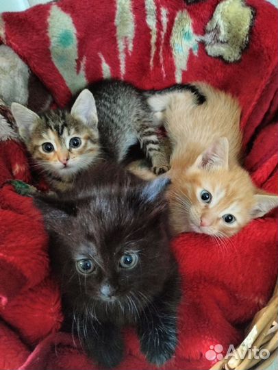 Кошка в дар бесплатно