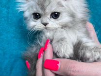 Персидские котята, персидская малышка