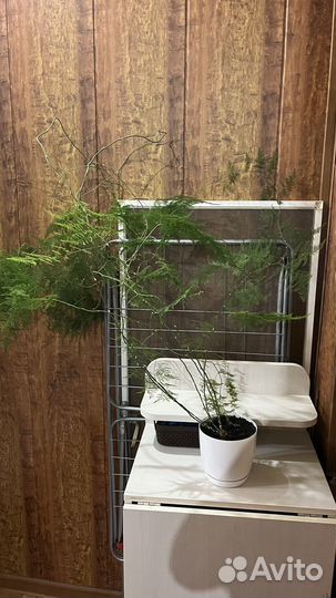 Аспарагус перистый