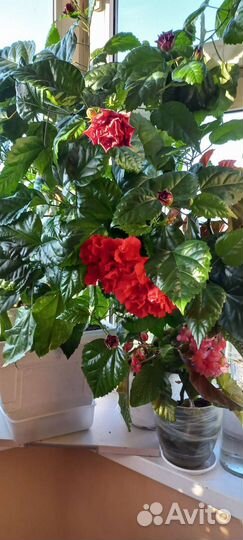 Гибискус китайская роза