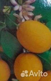 Дерево лимона 1-3 м высотой 