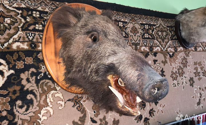 Чучела животных