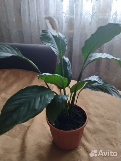 Спатифиллум