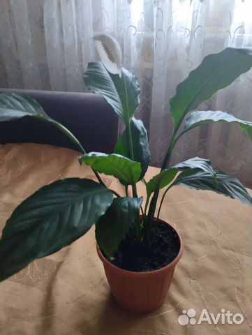 Спатифиллум