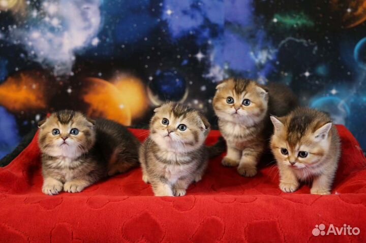 Супер котята золотые