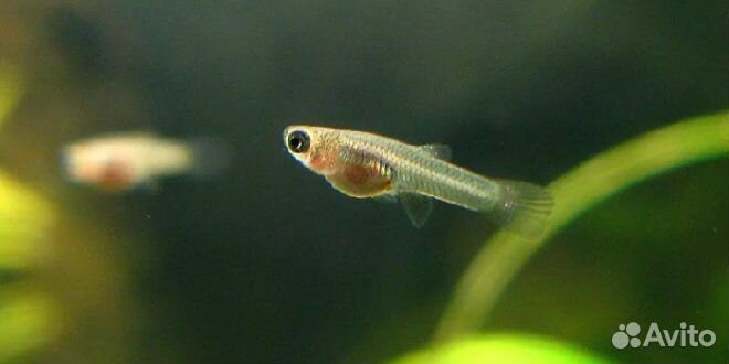 Мальки гуппи